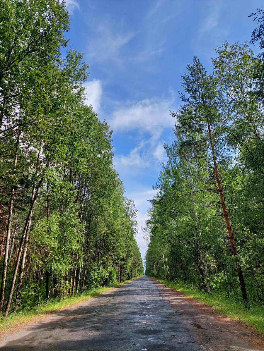 Лесной план владимирской области