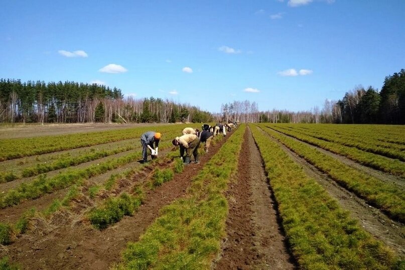 Национальные проекты в кузбассе