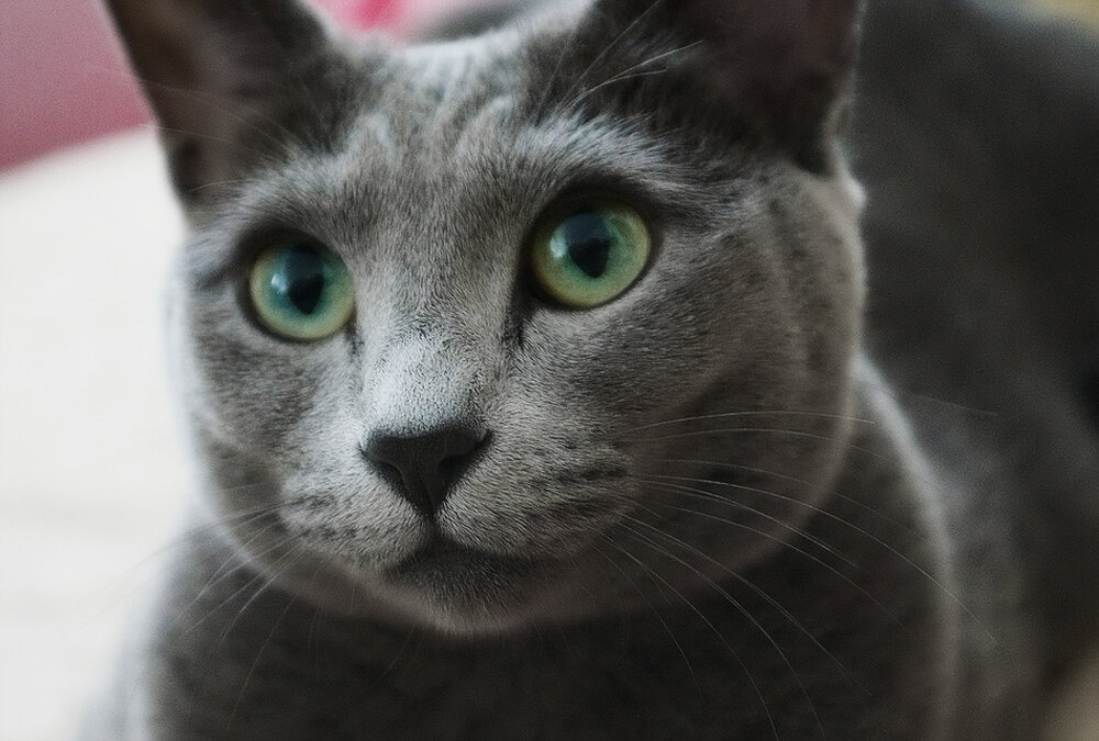 Порода голубых кошек