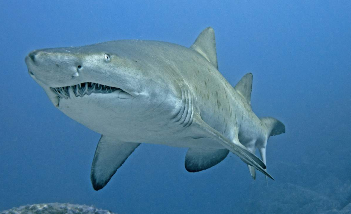 Обитают ли акулы. Катран акула черного моря. Черноморская акула Катран. Песчаная акула. Самая большая акула чёрного моря.