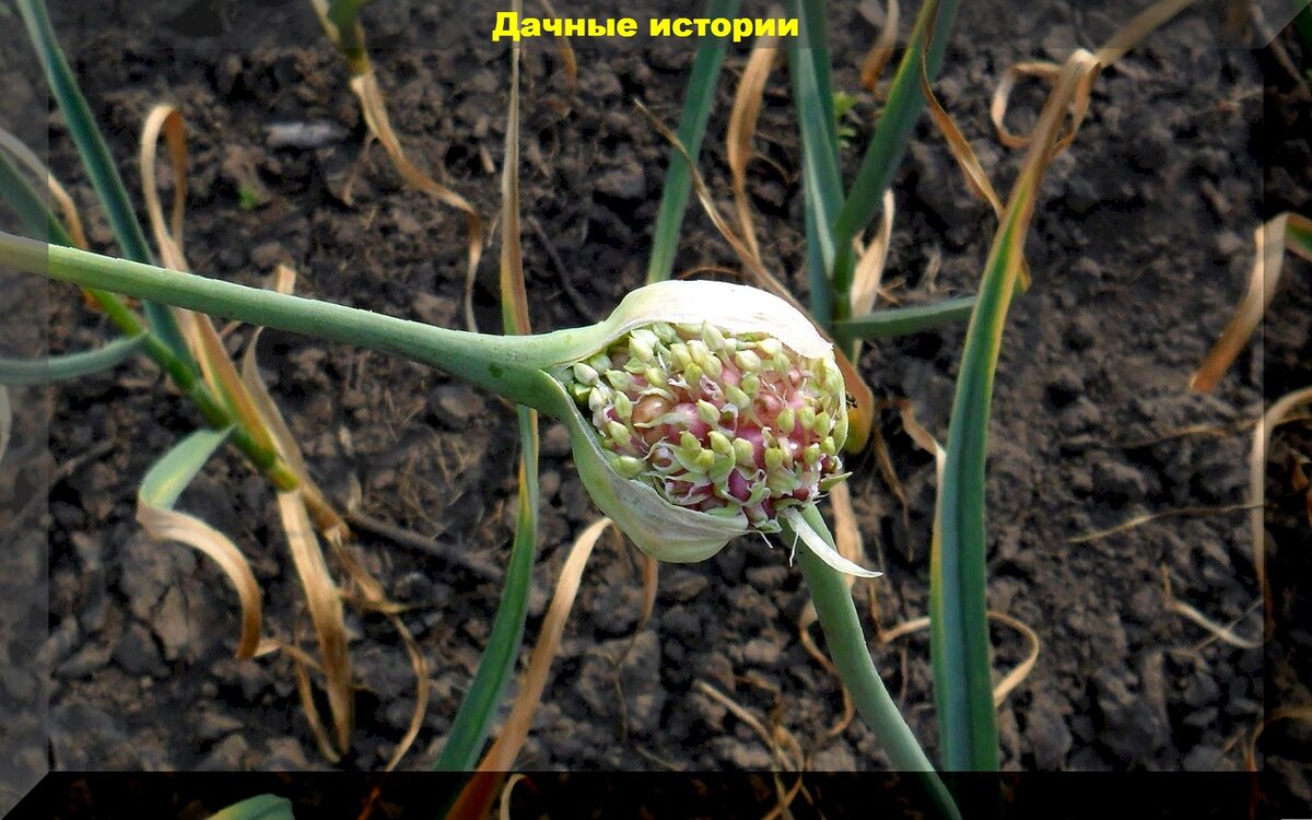 https://vk.com/photo-159774511_457261218. Чеснок готов к уборке