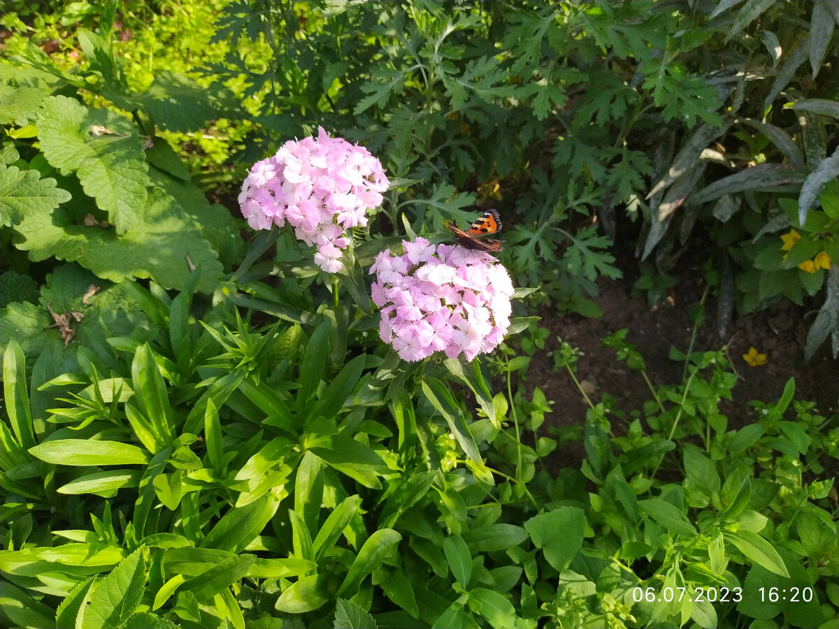 Бабочка | природа | лето | Фото автора 