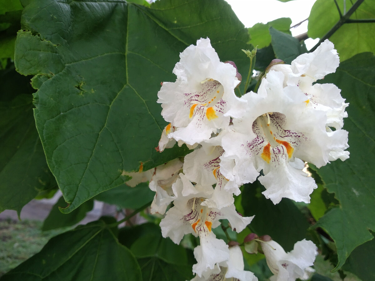 никогда не видела, как он цветёт, хожу мимо весь год, кроме лета, а летом - вон какая красота)