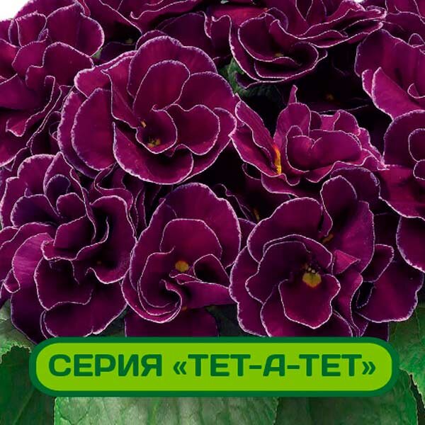 'Ослепительные Ночи’ c этикетки.