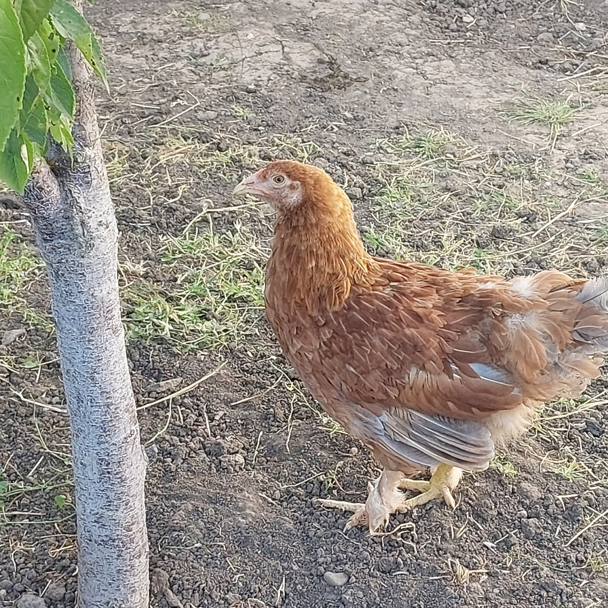 Курица нашего двора)))