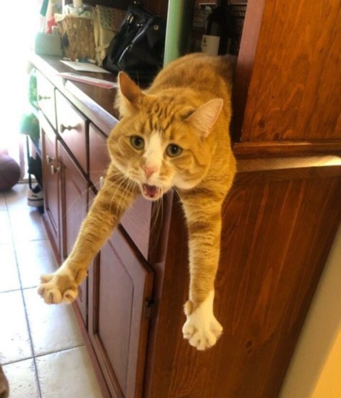 ÐÐ¾ÑÑ â Ð·Ð°Ð³Ð°Ð´Ð¾ÑÐ½ÑÐµ ÑÐ¾Ð·Ð´Ð°Ð½Ð¸Ñ. ÐÐ½Ð¸ Ð¼Ð¾Ð³ÑÑ Ð±ÑÑÑ Ð½ÐµÐ·Ð°Ð²Ð¸ÑÐ¸Ð¼ÑÐ¼Ð¸, ÑÐ²Ð¾ÐµÐ½ÑÐ°Ð²Ð½ÑÐ¼Ð¸ Ð¸ ÑÐ¾Ð²ÐµÑÑÐµÐ½Ð½Ð¾ Ð½ÐµÐ¿ÑÐµÐ´ÑÐºÐ°Ð·ÑÐµÐ¼ÑÐ¼Ð¸.-6