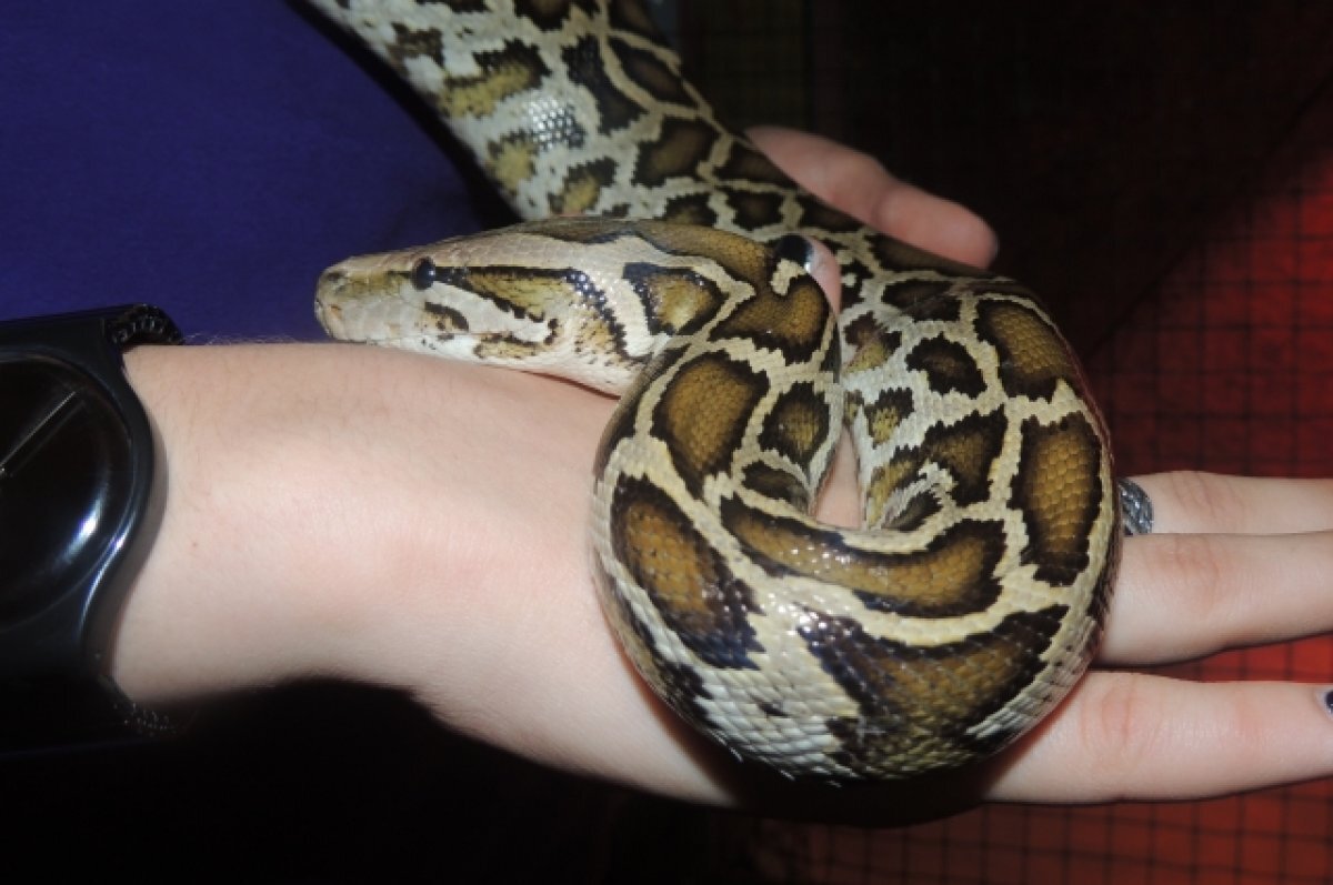    Змея укусила 9-летнюю девочку на экскурсии в Волгограде