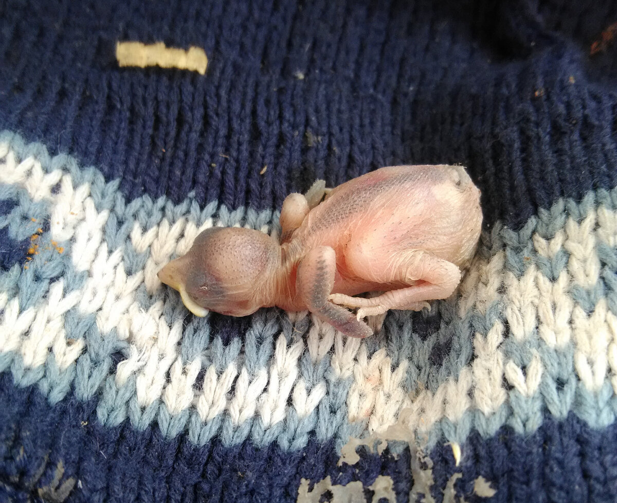 Так он выглядел, когда я его нашла