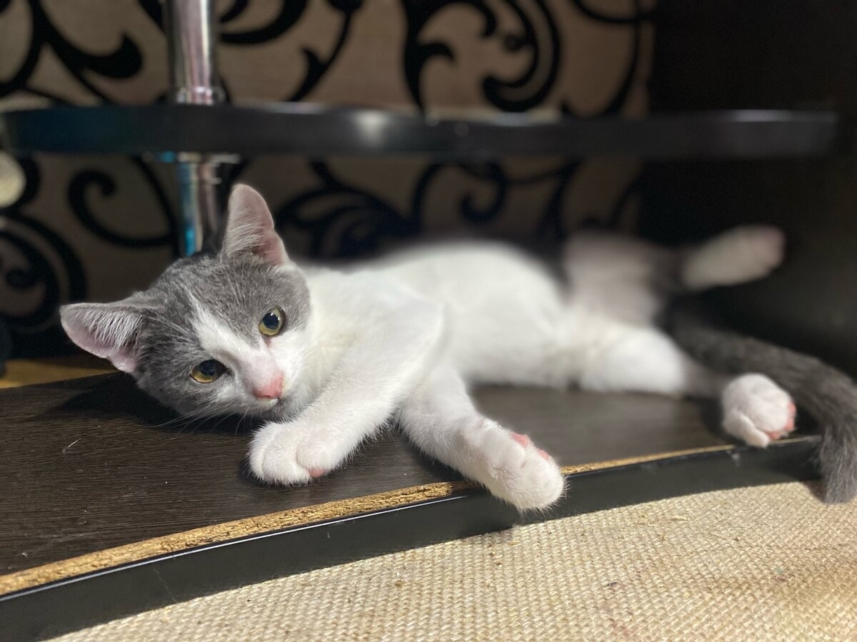 Два месяца симпатичный Макс ждёт встречи со своей семьёй