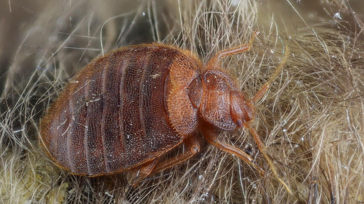    Постельный клоп© Фото : CC BY-SA 2.0/Gilles San Martin