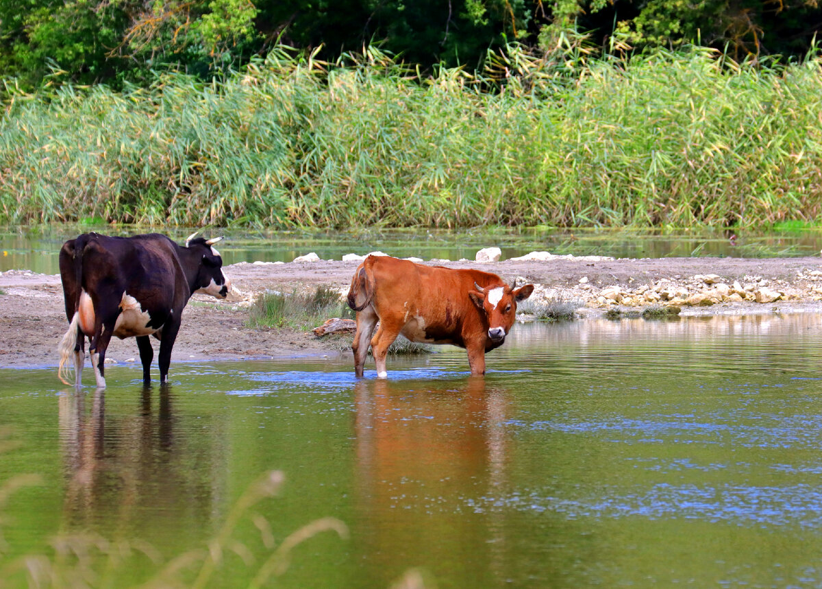 Они бы может и плавали, но там мелко у нас