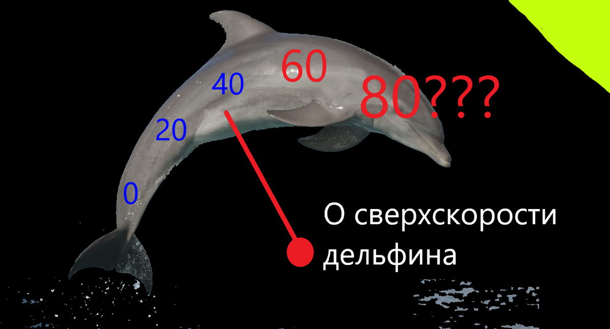Скорость дельфина. Максимальная скорость дельфина. Дельфины строение. Почему дельфина на спине дырка. Скорость дельфина в воде