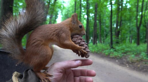 Об Ушастике