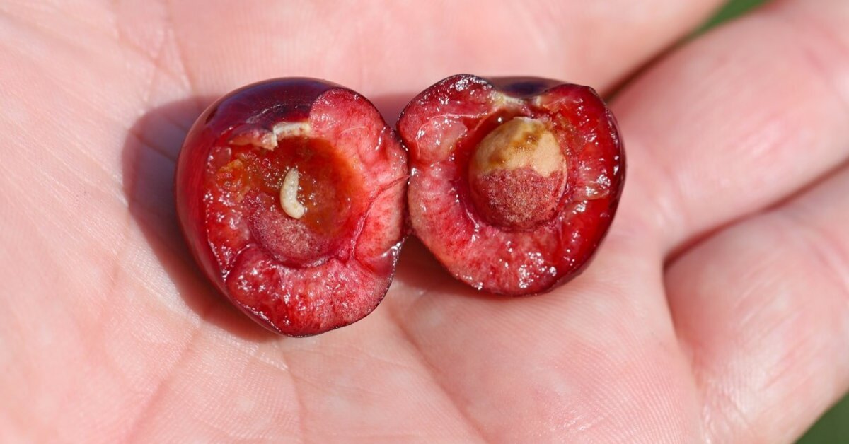 Фото из интернета 