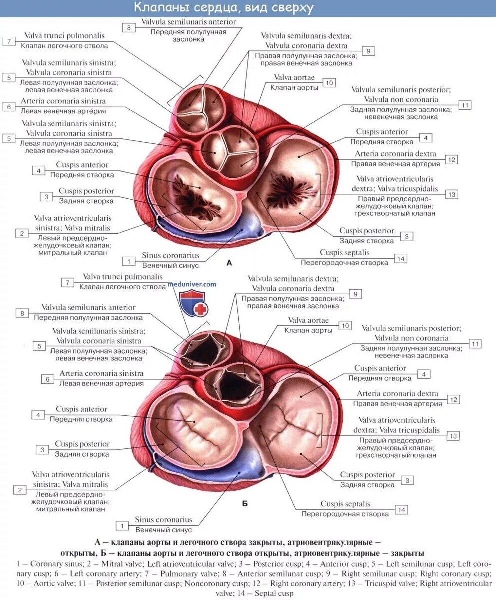 У отверстия аорты и легочного ствола находятся. Митральный клапан латынь. Аортальный клапан строение анатомия. Строение сердца клапаны сердца. Строение аортального клапана сердца.