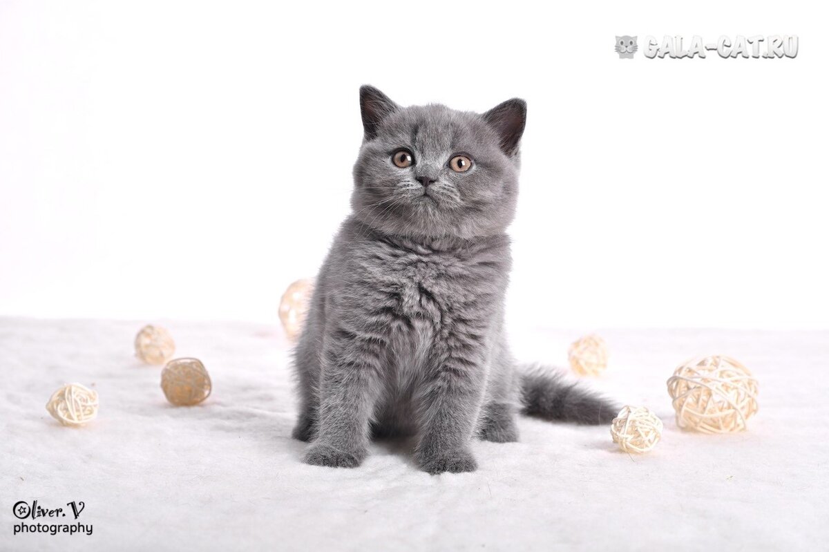 Голубой британский котик Аристотель (или Тоша) в возрасте 2 месяца