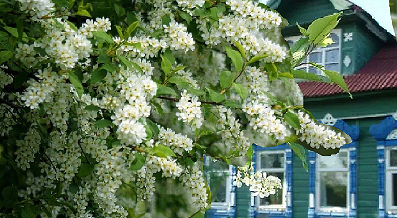 Монтаж из картинок, взятых в интернете