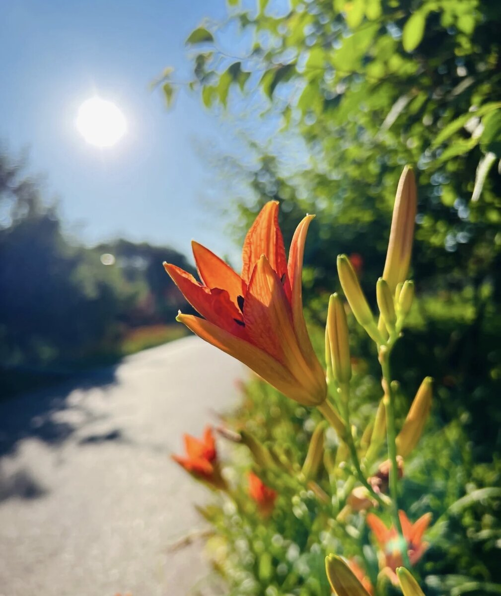 Прекрасные лилии . Фото автора . 