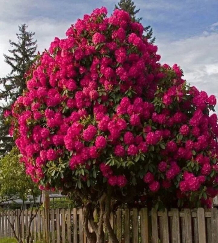 Посадка: Семена рододендронов прорастают только на свету. Аккуратно раскладывают их по поверхности субстрата или торфяных таблеток, не присыпая землей. После посева семена тщательно увлажняют из пульверизатора, следя, чтобы они не заплыли в субстрат или не были смыты с таблеток.

После посева главное - поддерживать постоянную влажность субстрата и воздуха, чтобы семена ни в коем случае не пересохли. Поэтому посевные плошки накрывают пленкой.

Посевы должно находиться на свету не менее 14 часов в сутки. Поливать следует через поддон.

Прорастают семена рододендронов при комнатной температуре (18-20°), первые всходы обычно появляются через 7-10 дней, основная масса - через 14-20 дней. Однако могут потребовать более долгого проращивания - до 1-1,5 месяца.

После появления проростков температуру в помещении понижают до 10С.

В тепличных условиях молодые растения должны содержаться весь первый год своей жизни, и лишь затем перемещаются в открытый грунт.