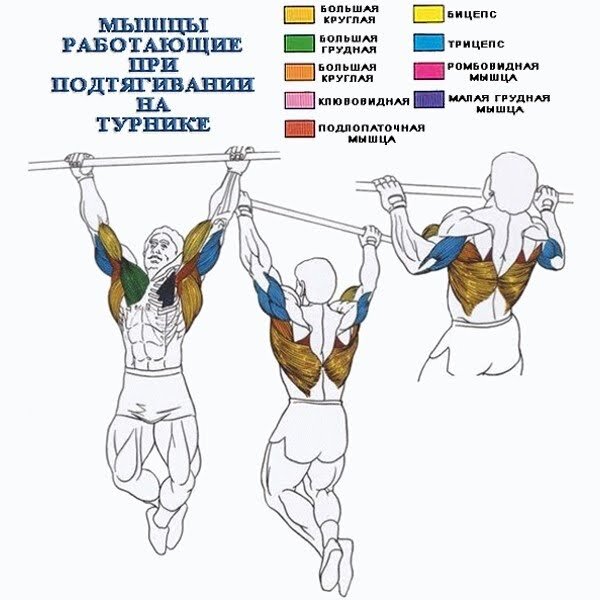 Группы мышц, работающие во время подтягиваний. 