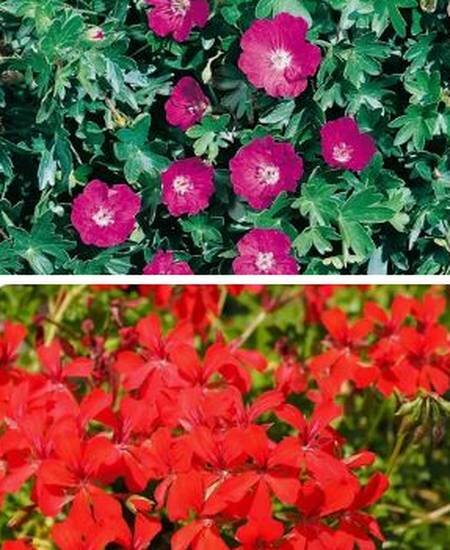 герань кроваво-красная цветы