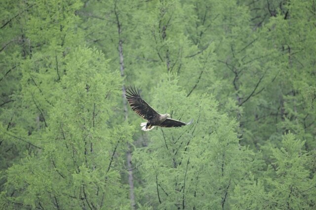    Фото: Государственный природный биосферный заповедник «Саяно-Шушенский»