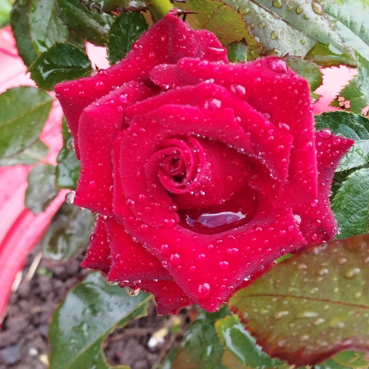 Вот такая красота цветочная распустилась и сразу под дождь попала 