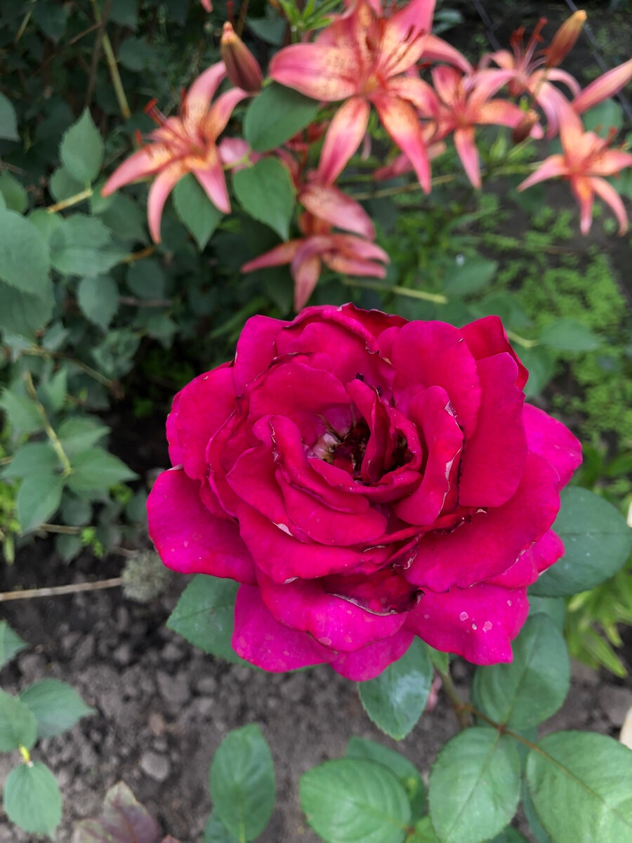 роза Секси Парфюмелла.