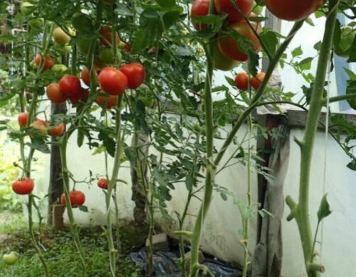 обрезка листьев у томатов