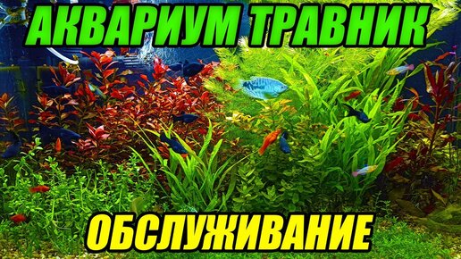 Аквариумы | Официальный сайт производителя аквариумов ССБ-аква