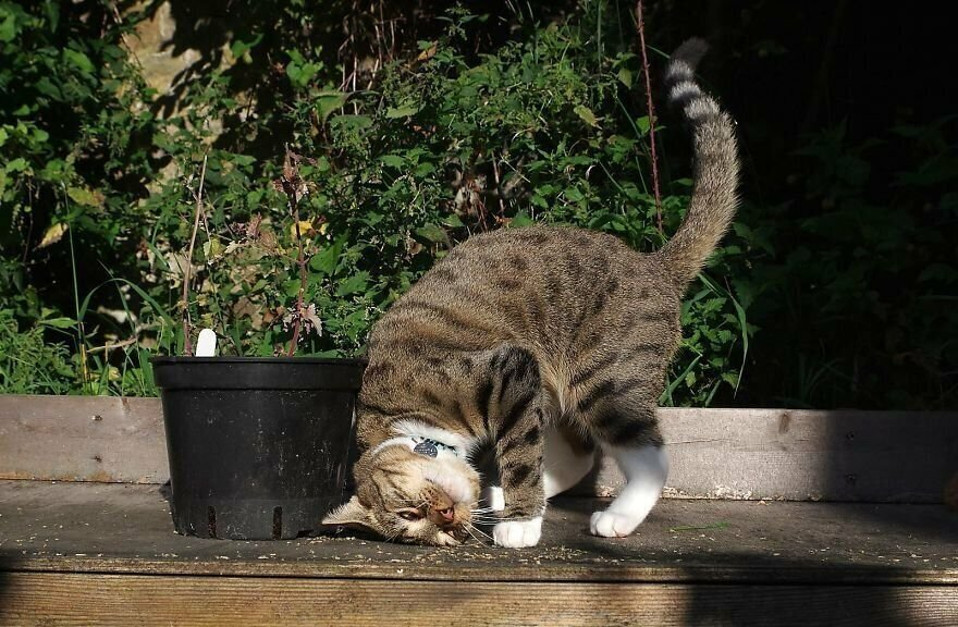 Вредна ли кошкам мята. Кошачья мята. Кот и Кошачья мята. Котовник и коты. Коты и Кошачья мята.