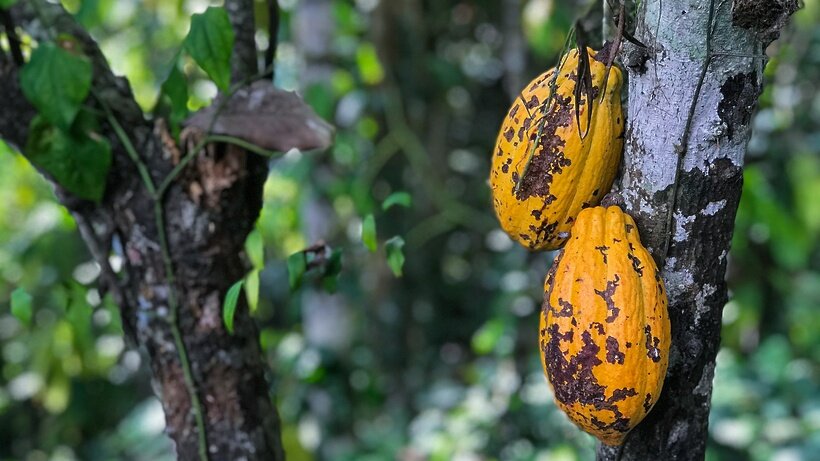    Какао-бобы ©Kyle Hinkson Unsplash.com