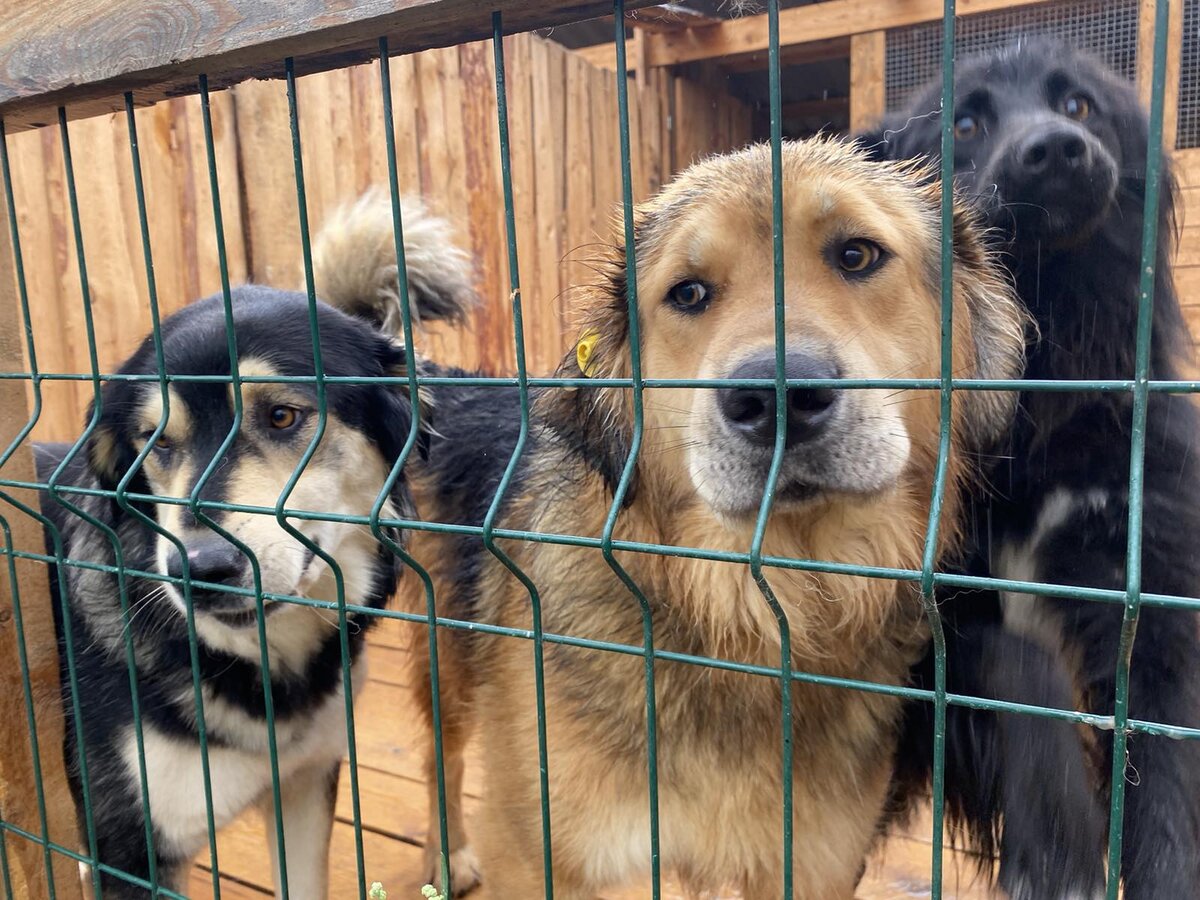 Хвостики приюта Кот и пёс провожают подруг.