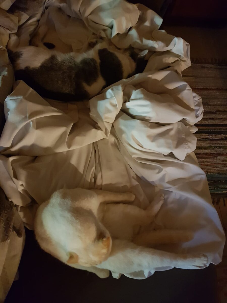 12 ноября 2022 года. Честер и Гессен улеглись спать на моём месте.