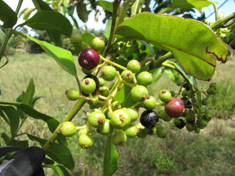Пимена лекарственная из плодов которой получают душистый перец