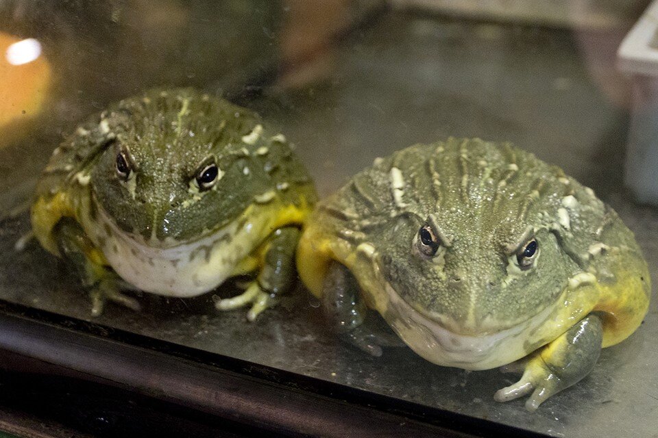    По содержанию омега-3 лягушки могут сравниться с некоторыми видами рыб Юлия ПЫХАЛОВА