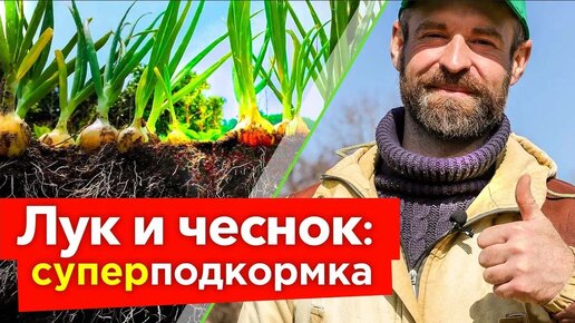 Чем подкормить чеснок и лук весной? Два дешёвых удобрения – и результат вас приятно удивит!