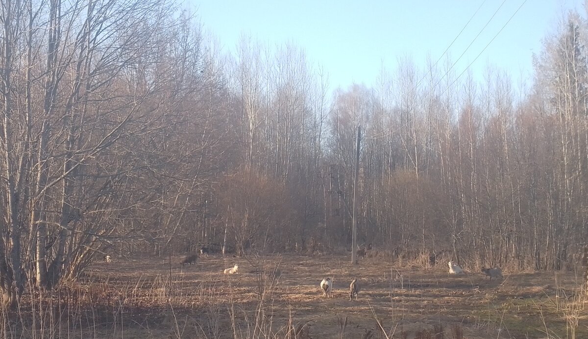 Козы на лужайке