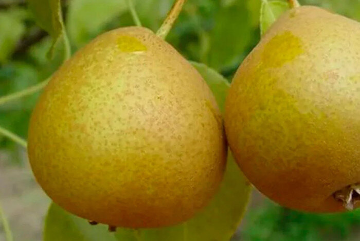 Картинка из Яндекс.картинки