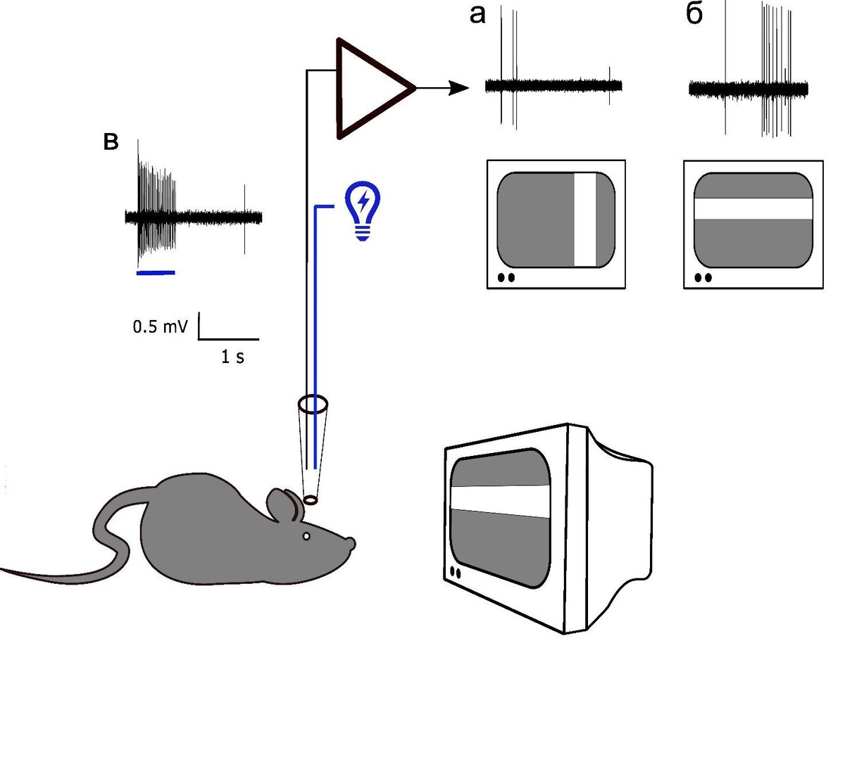 Схема эксперимента. Буквами обозначены ответы нейрона на вертикальную (а) и горизонтальную (б) движущиеся полосы, а также ответ нейрона, вырабатывающего светочувствительный белок канальный родопсин, на освещение синим светом через оптоволокно (в). Источник: Malyshev et al. / BBRC, 2023
