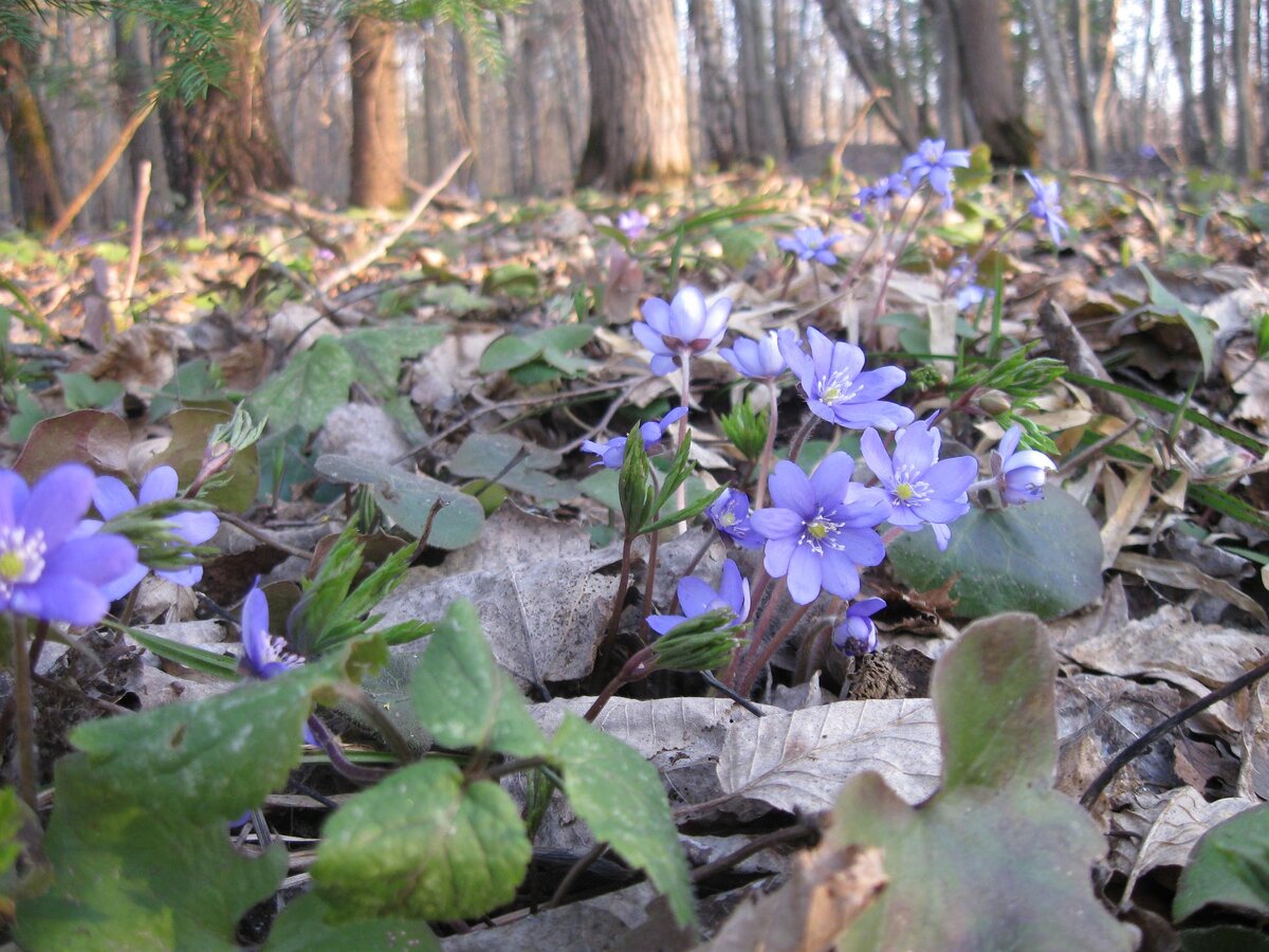 яндекс картинки