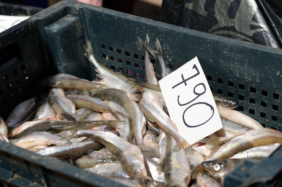     Где купить корюшку в Санкт-Петербурге 2023 Артем КИЛЬКИН (архив)