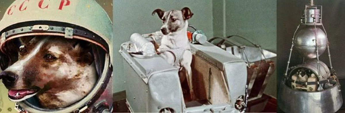 Какие животные первыми облетели вокруг луны. Первая собака космонавт лайка. Лайка 1957. Собака лайка в космосе 1957. Собачка лайка в 1957 году на космическом аппарате Спутник 2.
