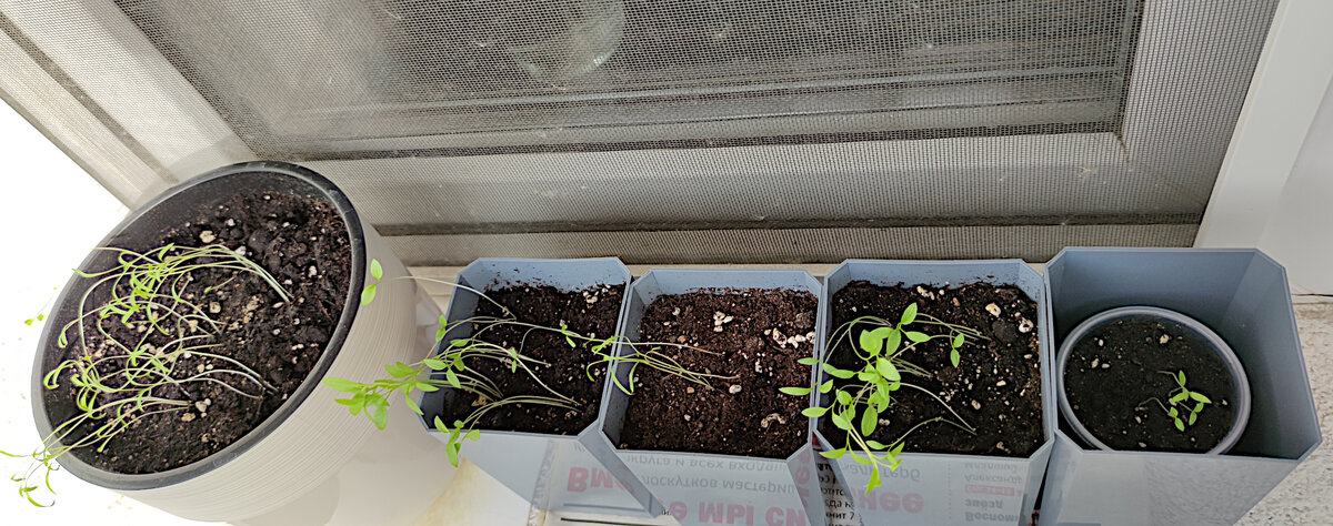 16-е и 13-е сутки после посадки в землю