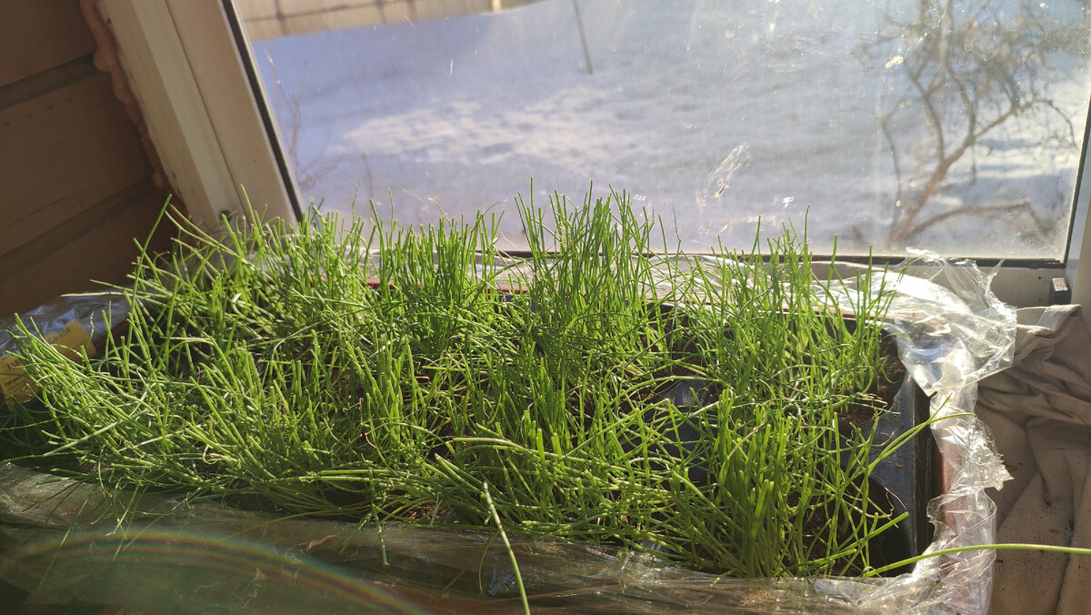 .После стрижки, лук стал выглядеть намного  лучше