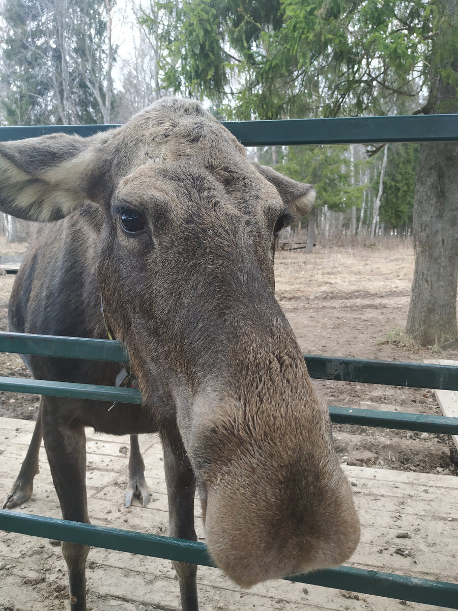 Личное фото