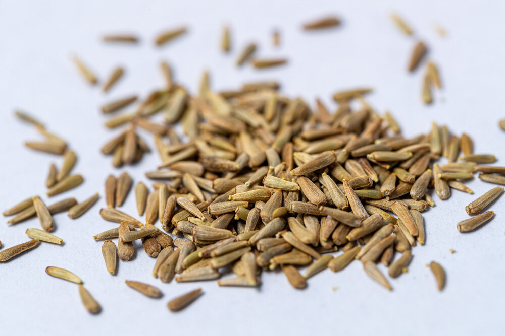    Семена астр быстро теряют всхожесть