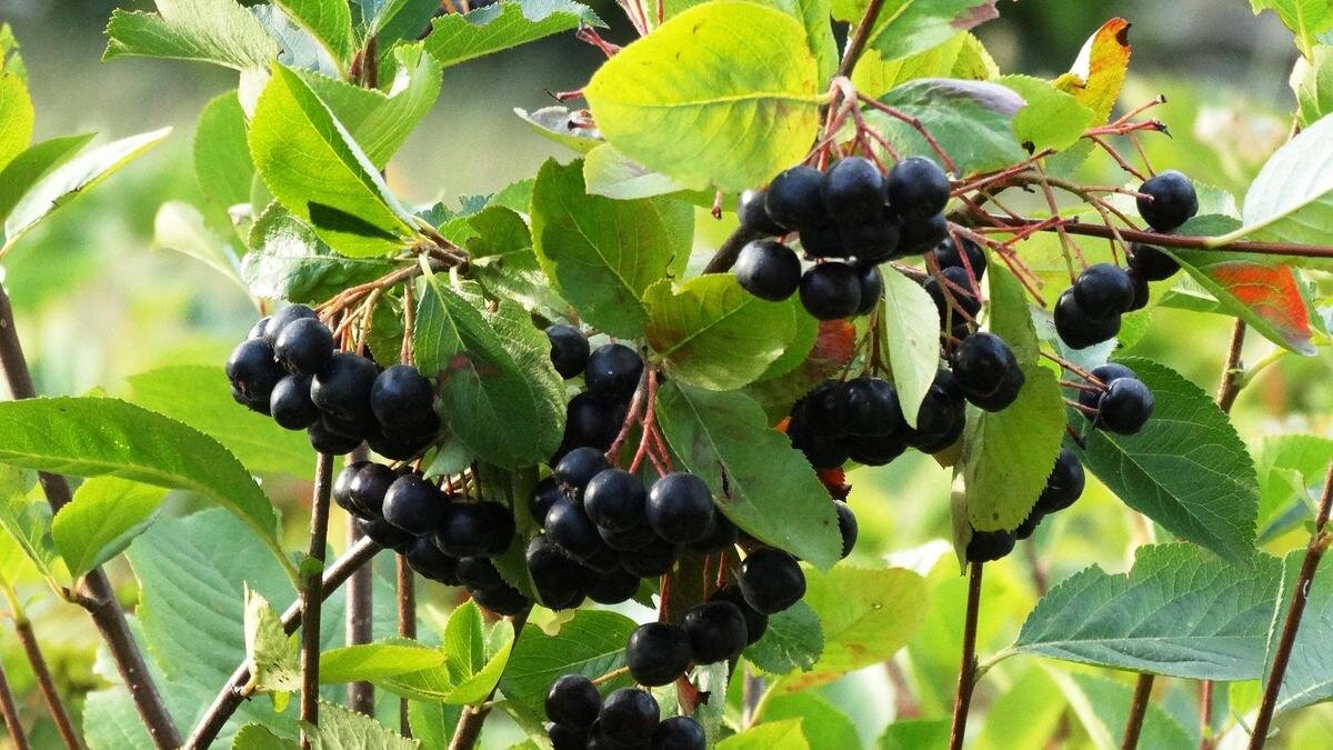    Куст черноплодной рябины:Pixabay