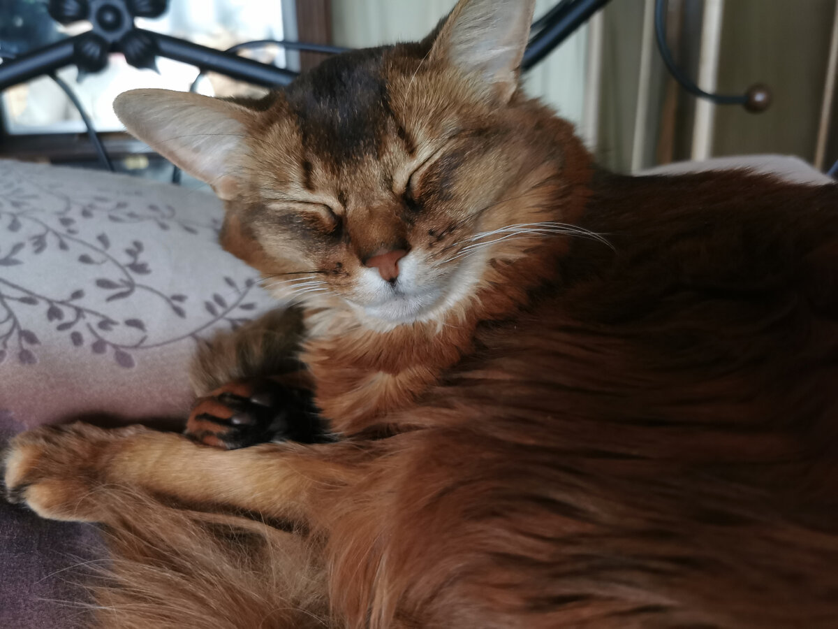 Фрейя. Фото из личного архива автора.