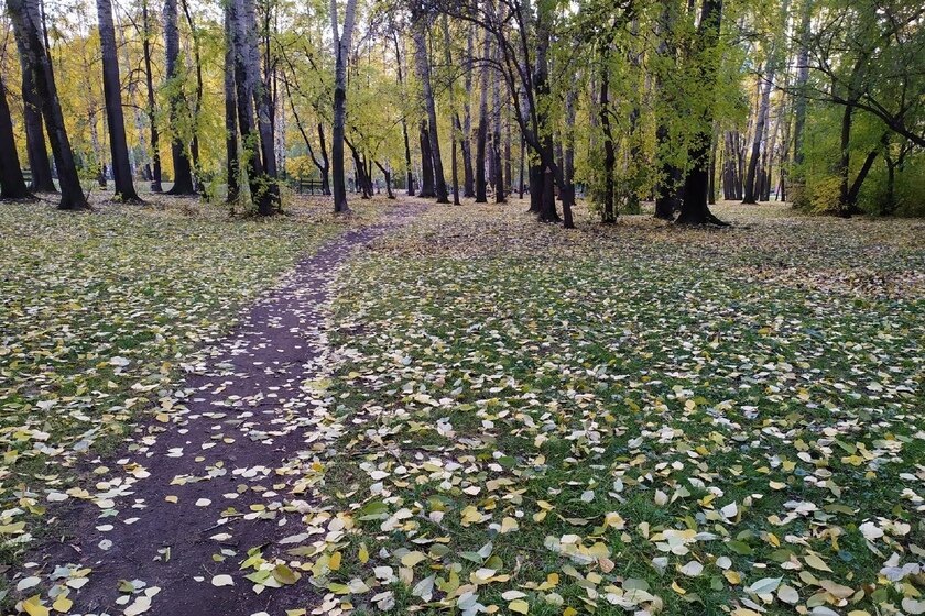 Школьники заставили сына главы родительского комитета есть траву и пить ...